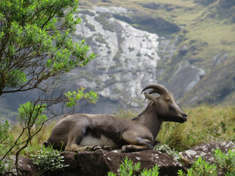 Mountain Goat of South India 